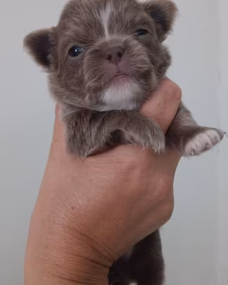 Chihuahua 
