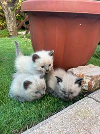Gatto siamesi