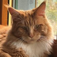 Maine Coon stallone per monta