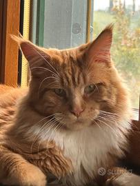 Maine Coon stallone per monta