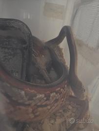 Serpenti del grano