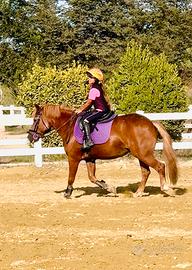 Pony per scuola e salto ostacoli ludico