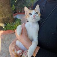 Gattino 5 mesi in adozione