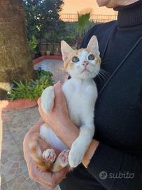 Gattino 5 mesi in adozione