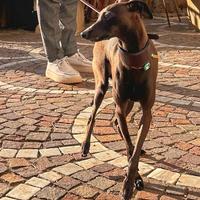 Piccolo Levriero Italiano