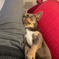 Disponibile per monta