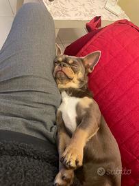 Disponibile per monta