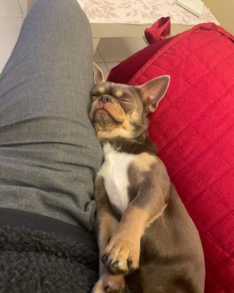 Disponibile per monta