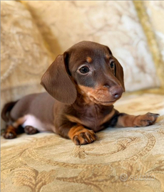 Cucciola di bassotto cioccolato kaninchen