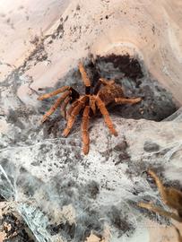 Tarantola Encyocratella olivacea