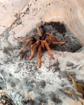 Tarantola Encyocratella olivacea