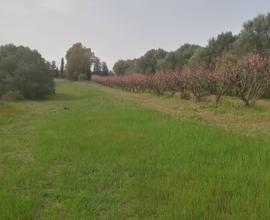 Terreno Agricolo San Sperate