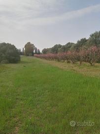 Terreno Agricolo San Sperate