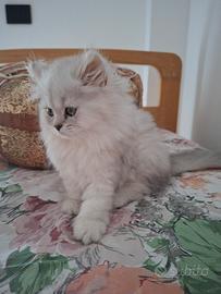  persiano  femmina chinchilla silver
