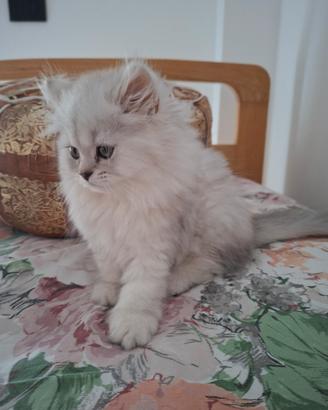  persiano  femmina chinchilla silver