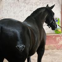 Cavalla P.R.E
