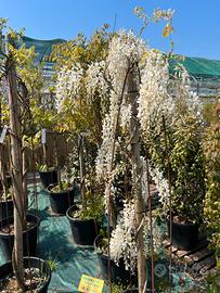 Piante ornamentali
