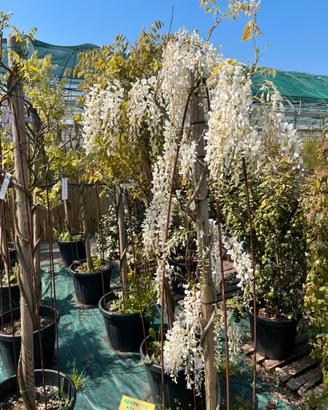 Piante ornamentali