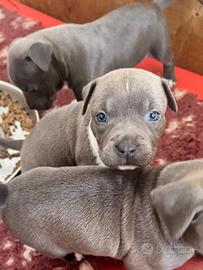 Amstaff Blue/Grigi: