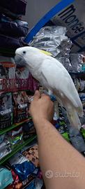 ibrido cacatua alba per cacatua galerita 