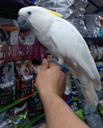 ibrido cacatua alba per cacatua galerita 