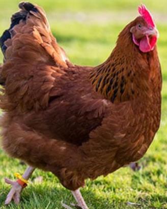 Galline ovaiole