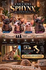 ? cuccioli sphynx ?