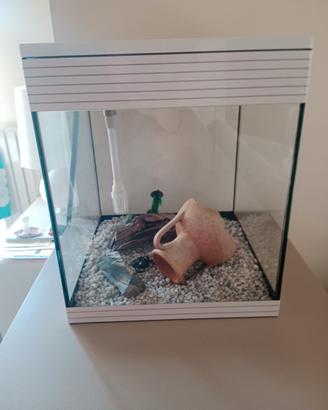 acquario askoll pure LED 44 lt
