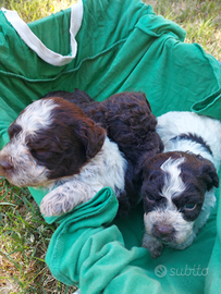 Cuccioli di razza lagotto romagnolo