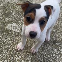 Jack russell