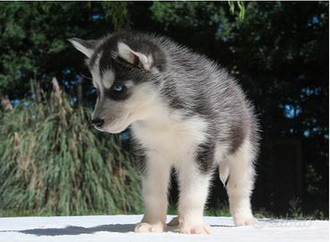 Splendidi cuccioli e Cuccioloni di Siberian Husky