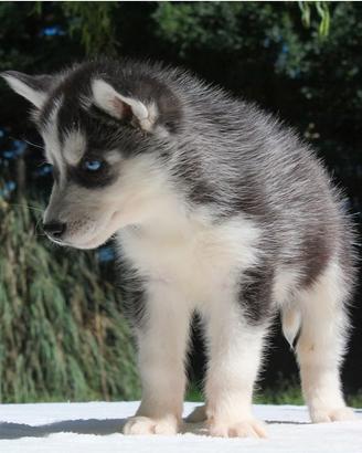 Splendidi cuccioli e Cuccioloni di Siberian Husky
