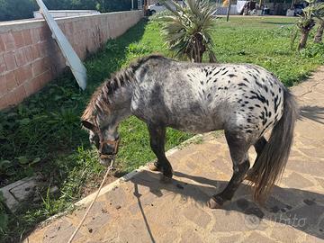 Pony appalosa 3 anni femmina gravida