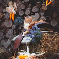 Femmina di Maine Coon