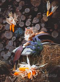 Femmina di Maine Coon