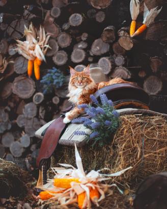 Femmina di Maine Coon