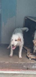 cucciolona segugio istriano  pelo duro 