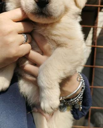 Dolcissimi cuccioli in adozione