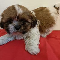 Shih tzu con pedigree