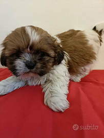 Shih tzu con pedigree