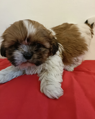 Shih tzu con pedigree