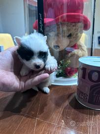 Teneri spitz da borsetta cuccioli Toy