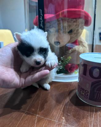 Teneri spitz da borsetta cuccioli Toy