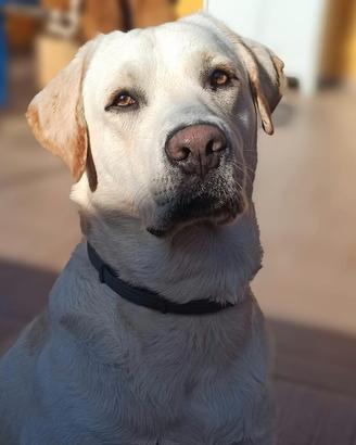 Labrador retriever per monta gratuita