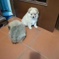 Volpino di Pomerania