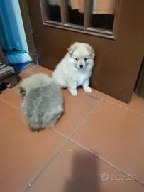 Volpino di Pomerania