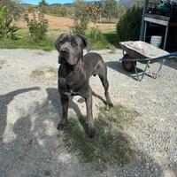 Cane corso per monta