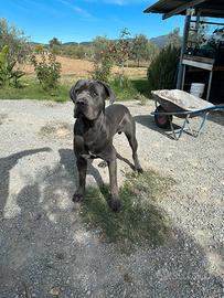 Cane corso per monta