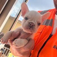 Bulldog francese platinum