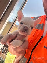 Bulldog francese platinum